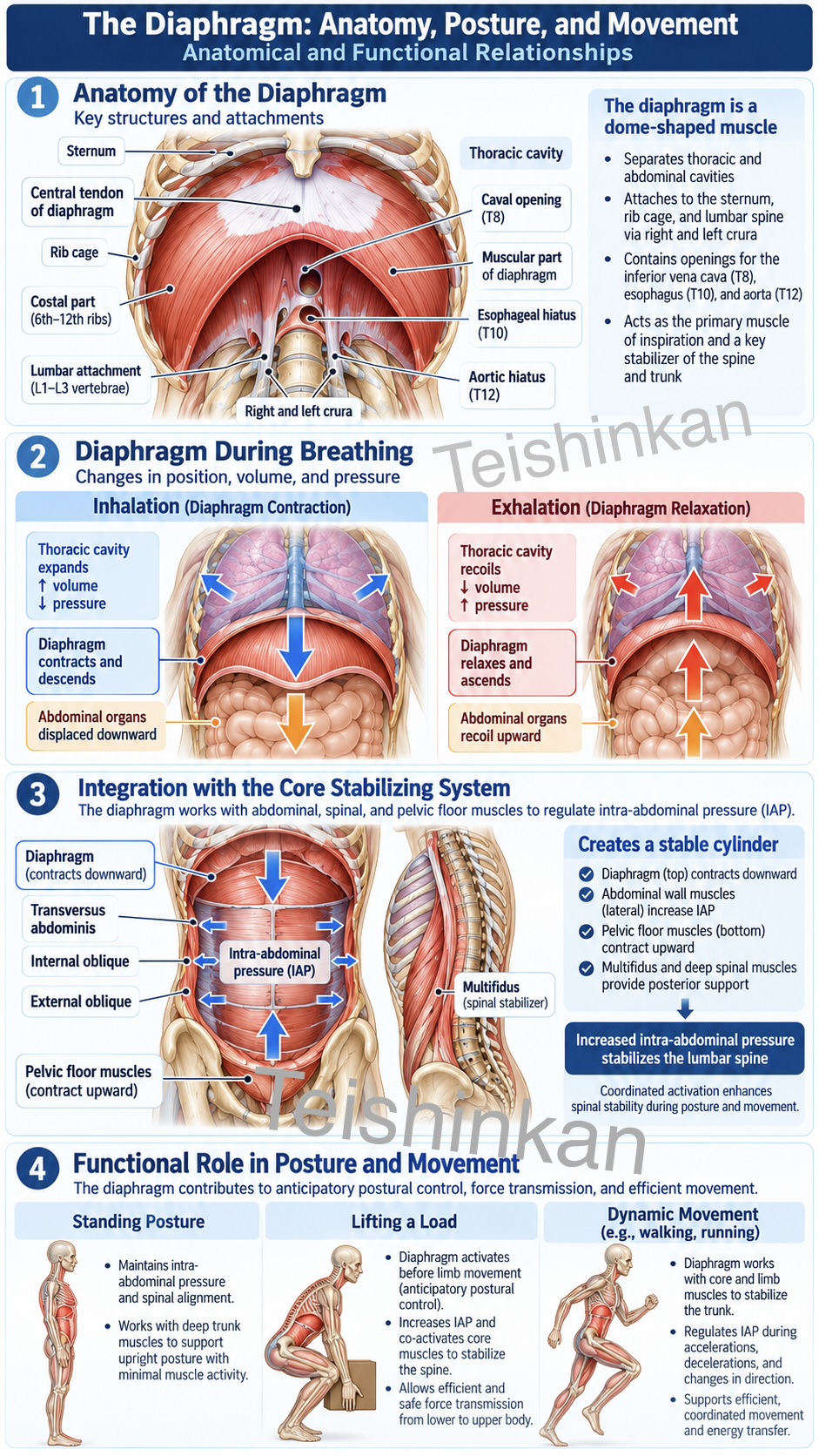 Infographic: Anatomy and Movement of the Diaphragm